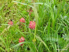 Onobrychis viciifolia