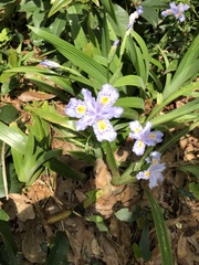 Iris japonica