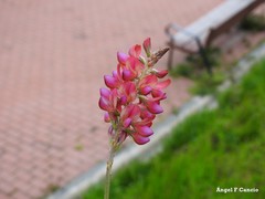 Onobrychis viciifolia