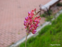 Onobrychis viciifolia