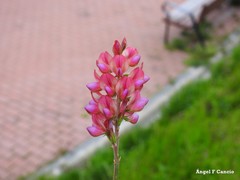 Onobrychis viciifolia