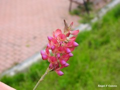 Onobrychis viciifolia
