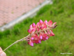 Onobrychis viciifolia
