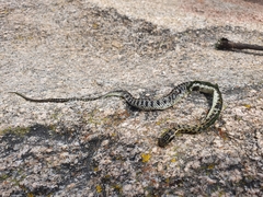 Lygophis anomalus