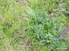 Onobrychis viciifolia