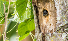 Picumnus granadensis