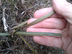 Pseudopanax linearis