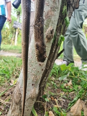 Mesotes strigatus