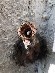 Lestrimelitta niitkib