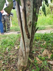Mesotes strigatus