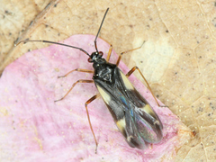 Dryophilocoris flavoquadrimaculatus