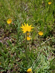 Krigia dandelion