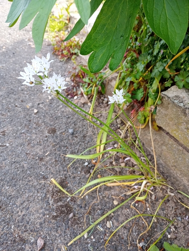 Allium trifoliatum, photograph 5