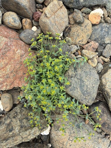 Euphorbia deflexa