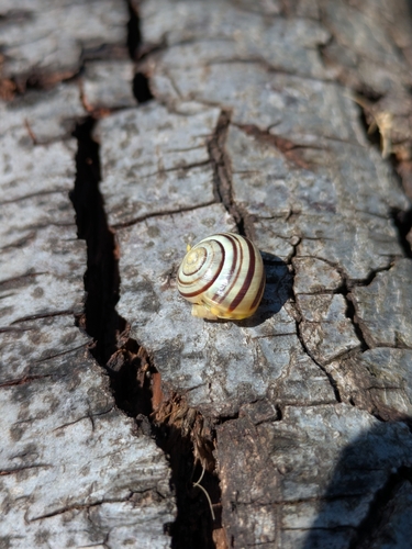 Cepaea hortensis
