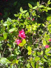 Rhododendron simsii