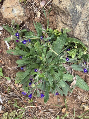 Undulated Bugloss