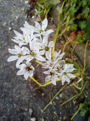 Allium trifoliatum, photograph (c) Karen Fry, some rights reserved (CC BY)