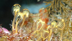 Clavelinidae