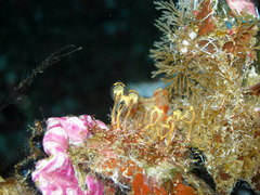 Clavelinidae