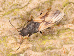 Metopoplax ditomoides