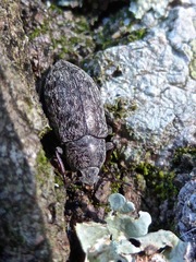 Epitragodes tomentosus