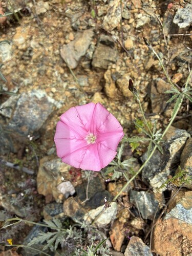 Elegant Bindweed