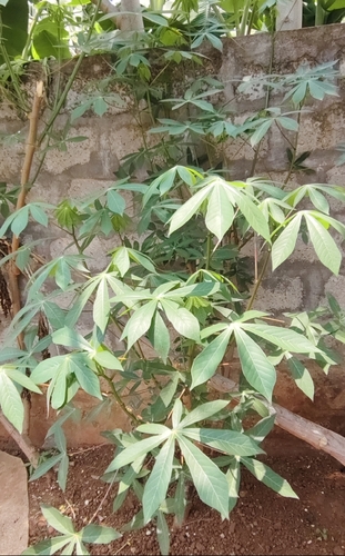 Cassava