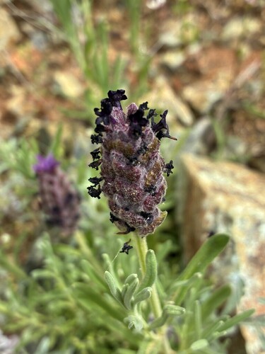 topped lavender