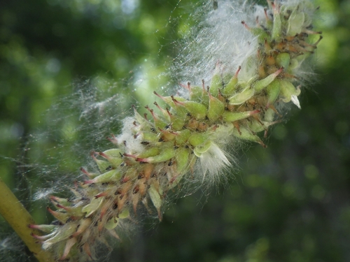 Salix gracilistyla iNat (3)