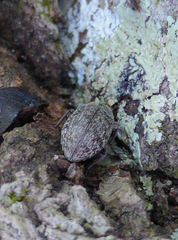 Epitragodes tomentosus