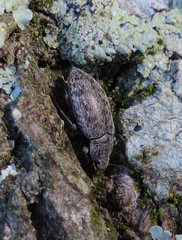 Epitragodes tomentosus