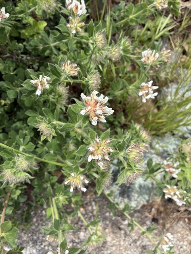 Hairy Canary-clover