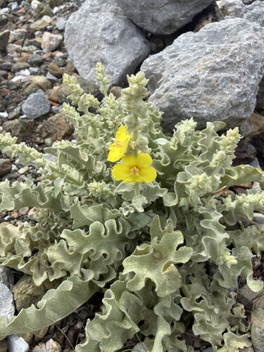Wavy-leaved Mullein
