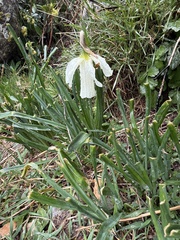 Narcissus moschatus, photograph (c) Cenaida, some rights reserved (CC BY)