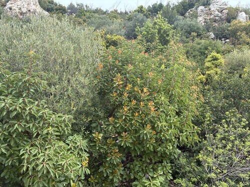 Greek strawberry-tree