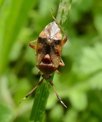Pycnocoris ursinus