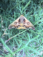 Polythysana cinerascens