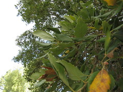 Quercus suber