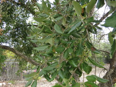 Quercus suber