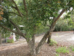 Quercus suber