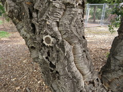 Quercus suber