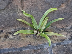 Asplenium scolopendrium