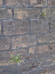 Asplenium scolopendrium