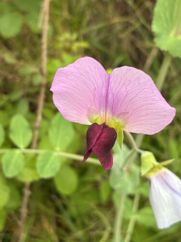Common Pea