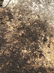 Formicidae