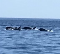 Delphinus