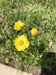 Pyrrhopappus pauciflorus