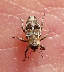 Cylindrocopturus mediinotus