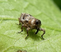 Cylindrocopturus mediinotus